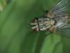 Bithia sp.